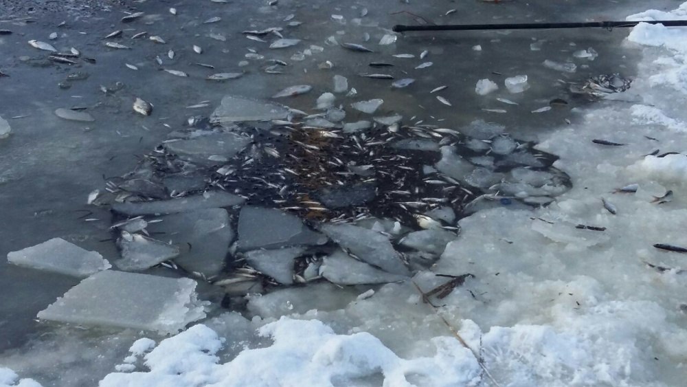 Явление замора в замкнутых водоемах