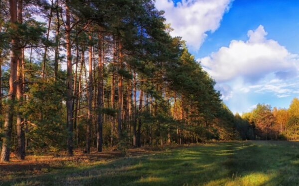 Лес – это не городской парк