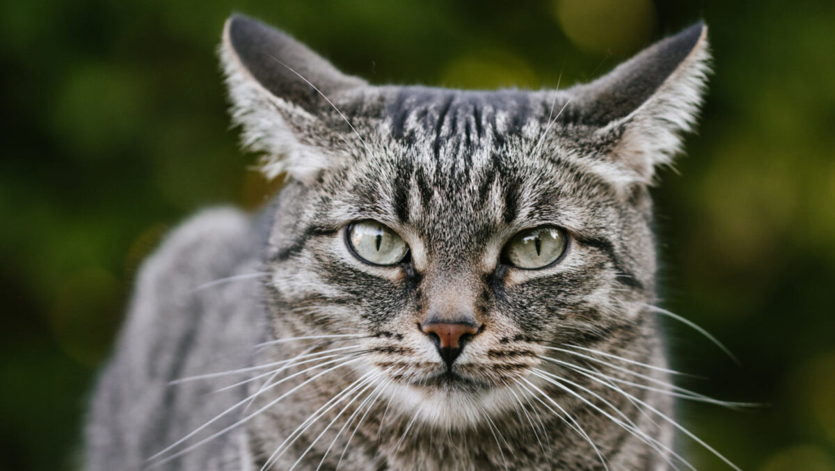 Стоит ли подкармливать бездомных животных? Разбираем «за» и «против»