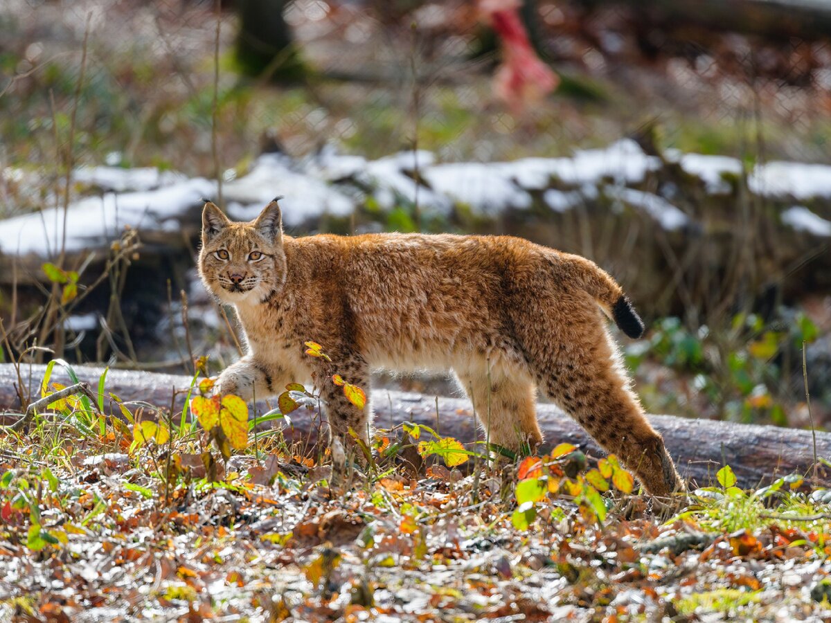 Памятка населению при встрече с дикими животными