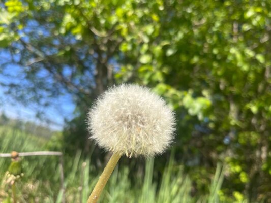 Банки будут смотреть геолокацию, самозанятые платить минимум 45 рублей, а налог на собак оплатят все Рассказываем, что изменится в июле